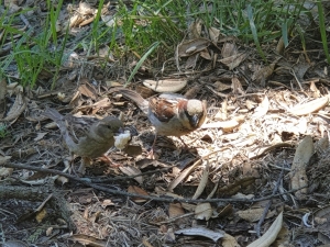 Image of muriwainov20k.jpg