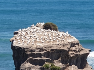 Image of muriwainov20q.jpg