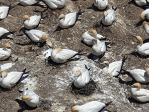 Image of muriwainov20r.jpg