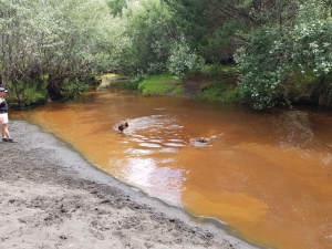 Image of muriwainov21c.jpg