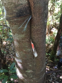 Image of neavesville21c.jpg