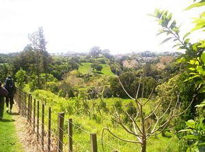 Image of newplymouth05sattehenui1.jpg