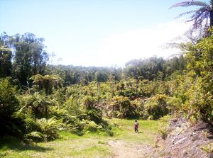 Image of newplymouth05sunpukeiticonservationtrack1.jpg