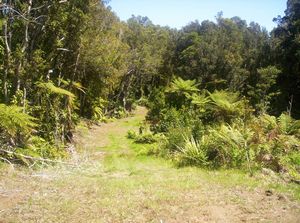 Image of newplymouth05sunpukeiticonservationtrack3.jpg