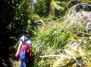 Image of newplymouth05sunpukeitisummittrack2.jpg