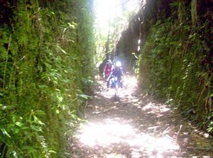 Image of newplymouth05sunpukeititramline2.jpg