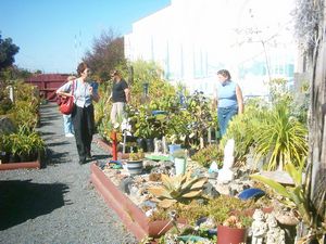 Image of ngatea05gardenshop2.jpg