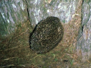 Image of nightwalkapr17b.jpg