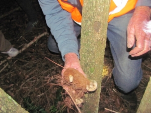 Image of nightwalkapr17k.jpg