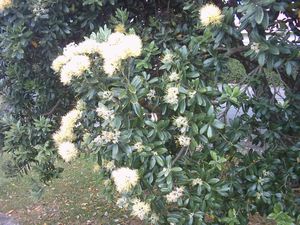 Image of northcote03yellowpohutukawa.jpg