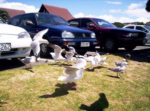 Image of northshorecoast06ubread.jpg