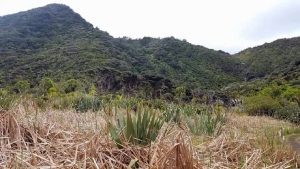 Image of odlinssep17c.jpg