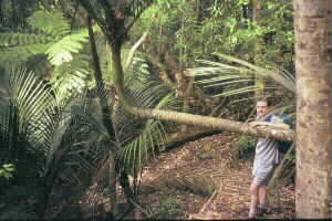 Image of okurahorizontaltrunkq.jpg