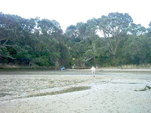 Image of omana05motukarakaapproach.jpg