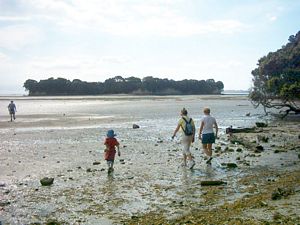 Image of omana05motukarakasettingout.jpg