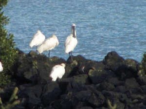 Image of onehungajun17n.jpg