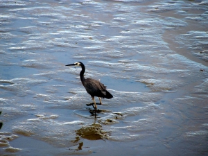 Image of onehungajun17o.jpg