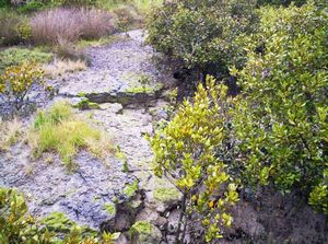 Image of onehunganov07aimangroves.jpg