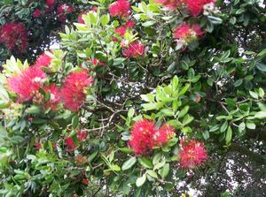 Image of onehunganov07depohutukawa.jpg