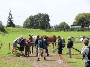 Image of orakeimar11aehorses.jpg