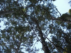 Image of orewa10gccanopy.jpg