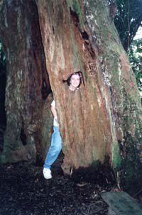 Image of orewaladyintreeq.jpg