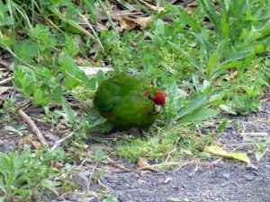 Image of p1080362.jpg