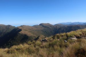 Image of paparoa22d.jpg