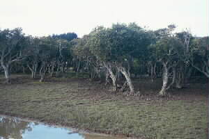 Image of parakaimangroveforestq.jpg