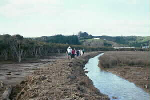 Image of parakaistopbankmangrovesq.jpg