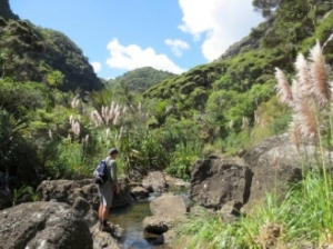 Image of pararaha14e.jpg