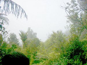 Image of parau04firstlookoutview.jpg