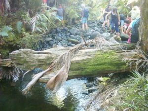 Image of parau04kakamatuastream2.jpg