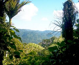 Image of parau04nihotuporidgetrack2ndlookout.jpg