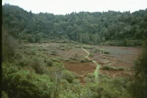 Image of patotaracraterq.jpg