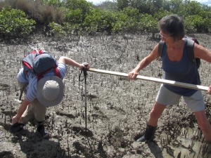 Image of pollenfeb17a.jpg