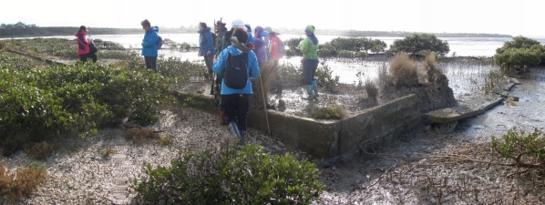 Image of pollenislandmay16e.jpg