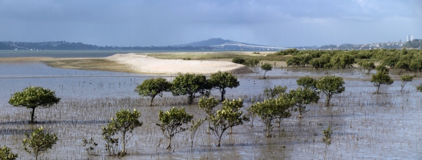 Image of pollenislandmay16f.jpg