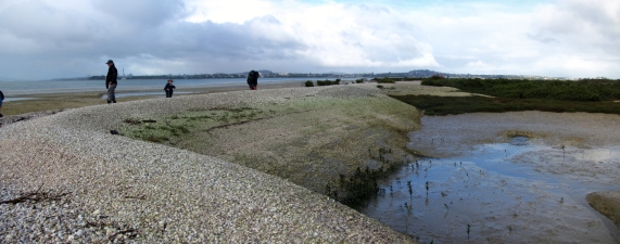 Image of pollenislandmay16g.jpg