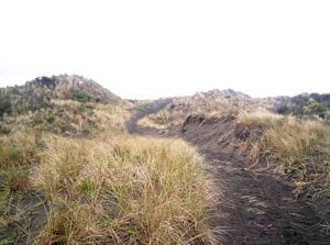 Image of portwaikatojul05track3.jpg