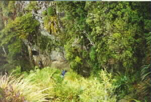 Image of ppirongiaunderoutcropq.jpg