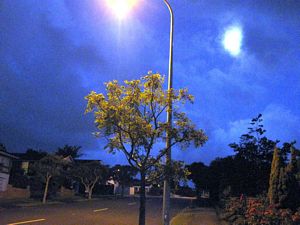 Image of prored09cbmoonlight.jpg