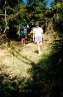 Image of puhoi03bushtrack.jpg