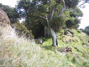 Image of puhoiabtc04sugarloaflookingback.jpg