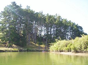 Image of puhoicanoemar07ddtreesium.jpg