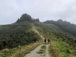 Image of puhoimay23a.jpg