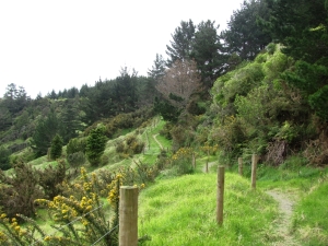 Image of puhoioct15c.jpg