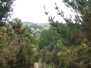 Image of puhoioct15g.jpg