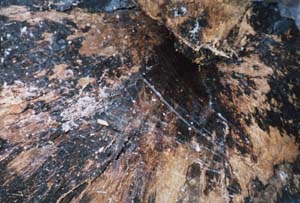 Image of pureora02insidetotara2q.jpg