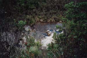 Image of pureora02rockpoolsq.jpg